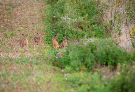 An evaluation on collaborative farming and its role for the tenant farmers future - Gascoyne Estates