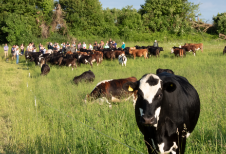 A summer’s evening Farm Walk at Cranborne - Gascoyne Estates